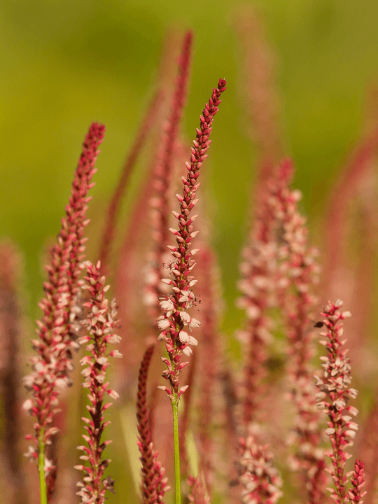 Persicaria amplexicaulis Rosea